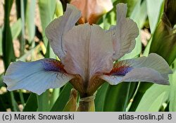 Iris Proton