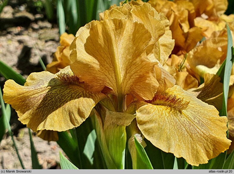 Iris hort. Snickers