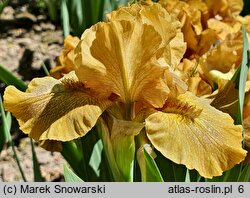 Iris Snickers