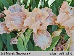 Iris hort. Music