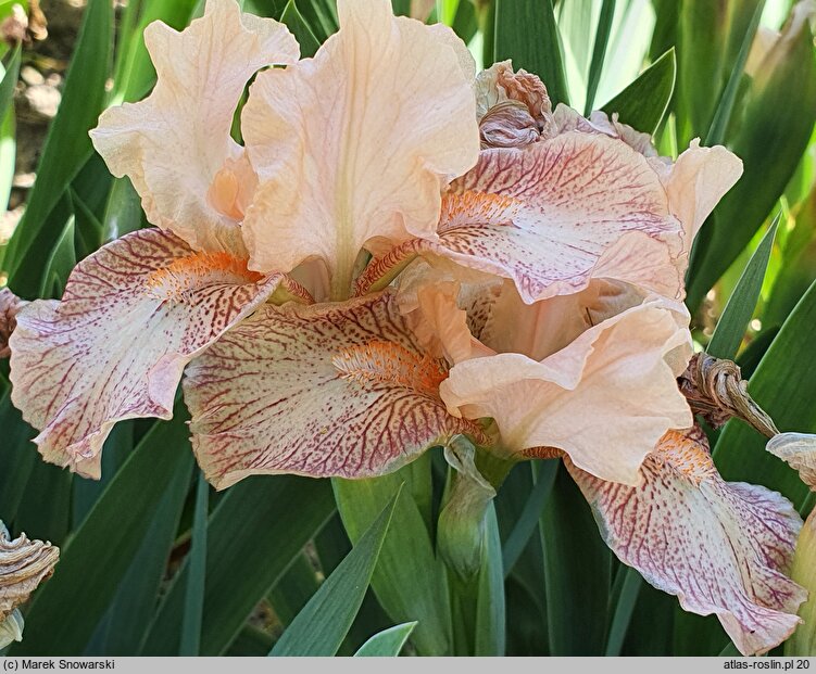 Iris hort. Music