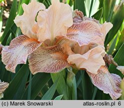 Iris hort. Music
