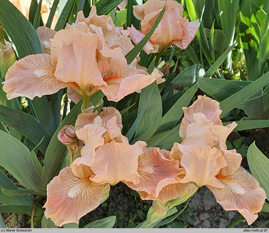 Iris hort. Impeached