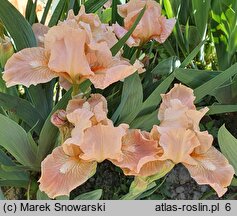 Iris hort. Impeached