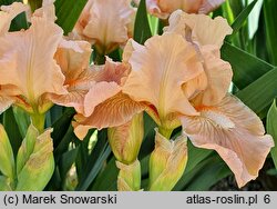 Iris hort. Impeached