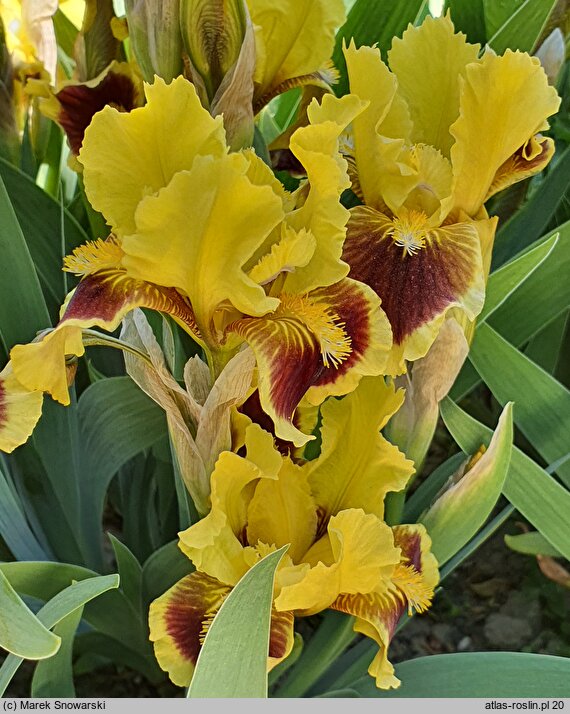 Iris hort. Ultimate