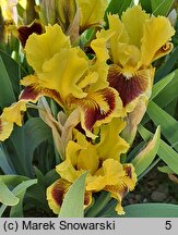 Iris hort. Ultimate