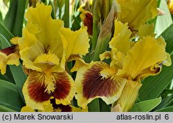 Iris hort. Ultimate