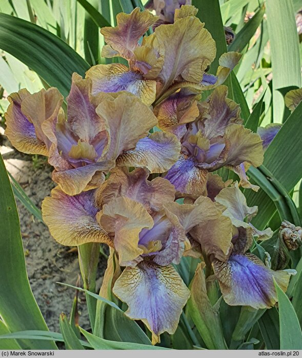 Iris hort. Oddbod