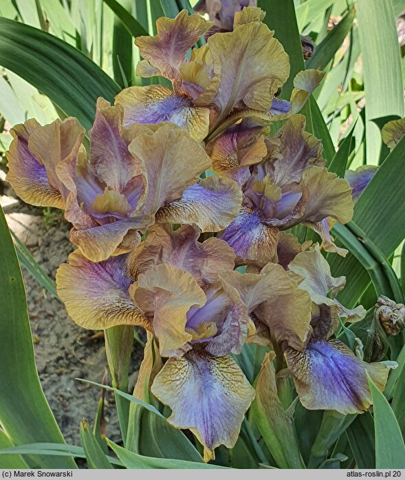 Iris Oddbod