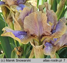 Iris hort. Oddbod