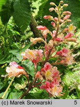 Aesculus carnea Briotii