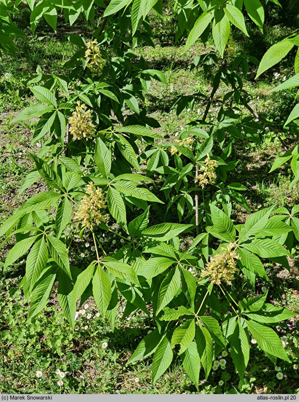 Aesculus glabra (kasztanowiec gładki)