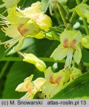 Aesculus glabra (kasztanowiec gładki)