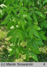 Aesculus glabra (kasztanowiec gładki)