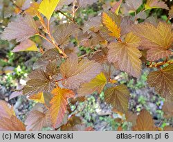 Physocarpus opulifolius Diable d'Or