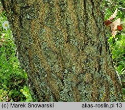 Quercus acutissima (dąb ościstozębny)