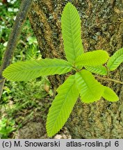 Quercus acutissima (dąb ościstozębny)