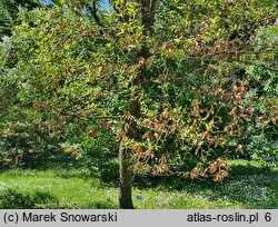 Quercus acutissima (dąb ościstozębny)