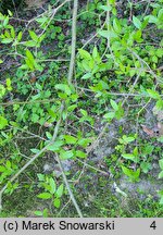 Calycanthus floridus (kielichowiec wonny)