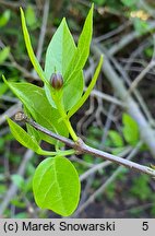 Calycanthus floridus (kielichowiec wonny)