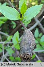 Calycanthus floridus (kielichowiec wonny)