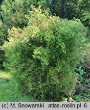 Thuja occidentalis Ericoides