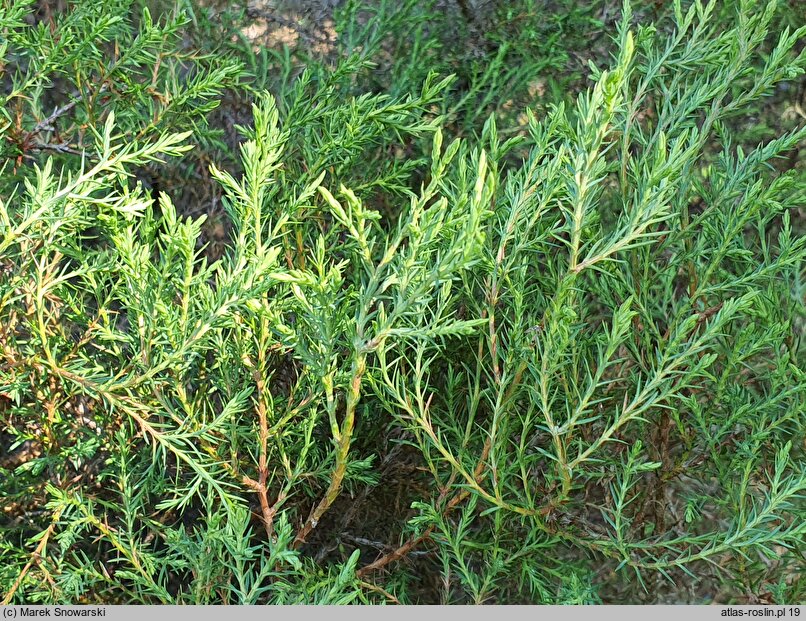 Thuja occidentalis Ericoides