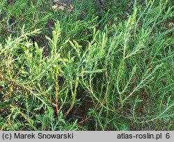 Thuja occidentalis Ericoides