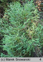 Thuja occidentalis Ericoides