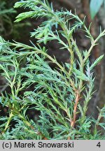 Thuja occidentalis Ericoides