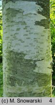 Betula papyrifera (brzoza papierowa)