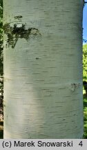 Betula papyrifera (brzoza papierowa)