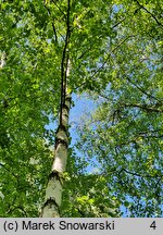 Betula papyrifera (brzoza papierowa)