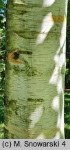 Betula papyrifera (brzoza papierowa)