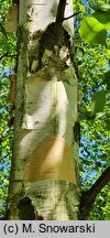 Betula papyrifera (brzoza papierowa)