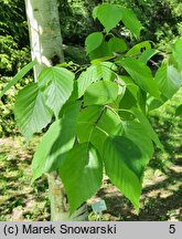 Betula papyrifera (brzoza papierowa)