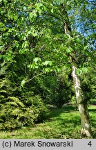 Betula papyrifera (brzoza papierowa)