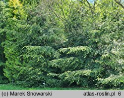 Tsuga canadensis (choina kanadyjska)