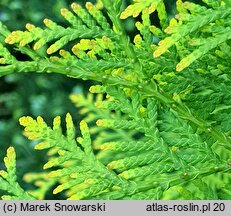 Thuja occidentalis Yellow Ribbon