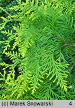 Thuja occidentalis Yellow Ribbon