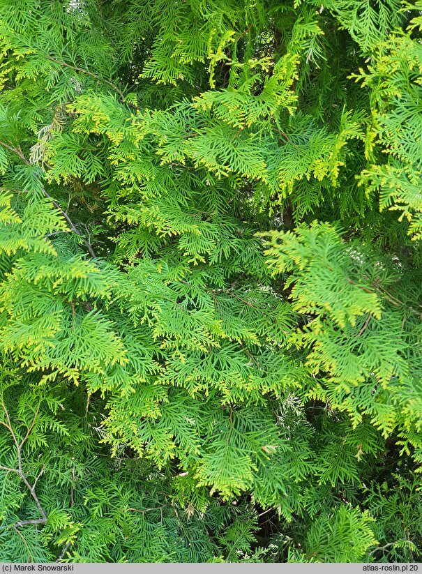 Thuja occidentalis Yellow Ribbon