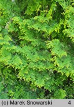 Thuja occidentalis Yellow Ribbon