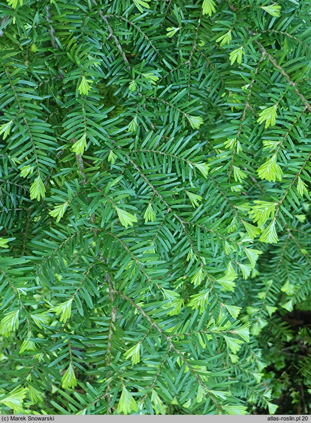 Tsuga heterophylla (choina zachodnia)