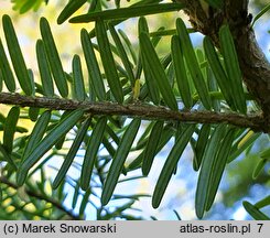 Tsuga heterophylla (choina zachodnia)