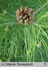 Pinus tabulaeformis (sosna chińska)