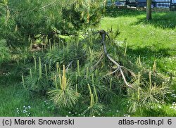 Pinus tabulaeformis (sosna chińska)