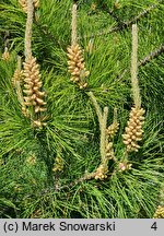 Pinus tabulaeformis (sosna chińska)