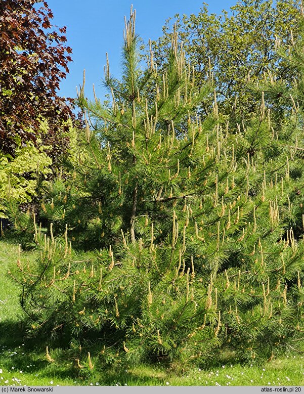 Pinus tabulaeformis (sosna chińska)