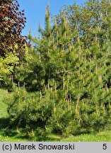 Pinus tabulaeformis (sosna chińska)